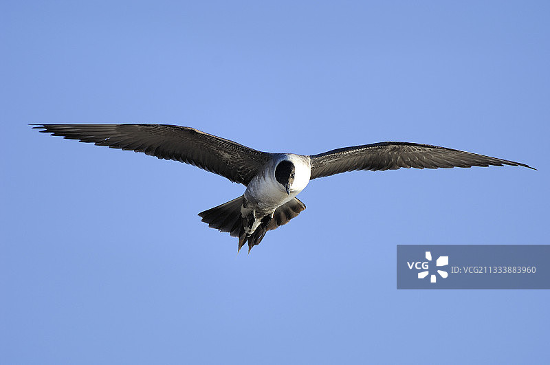 在加拿大巴瑟斯特岛飞行的贼鸥图片素材