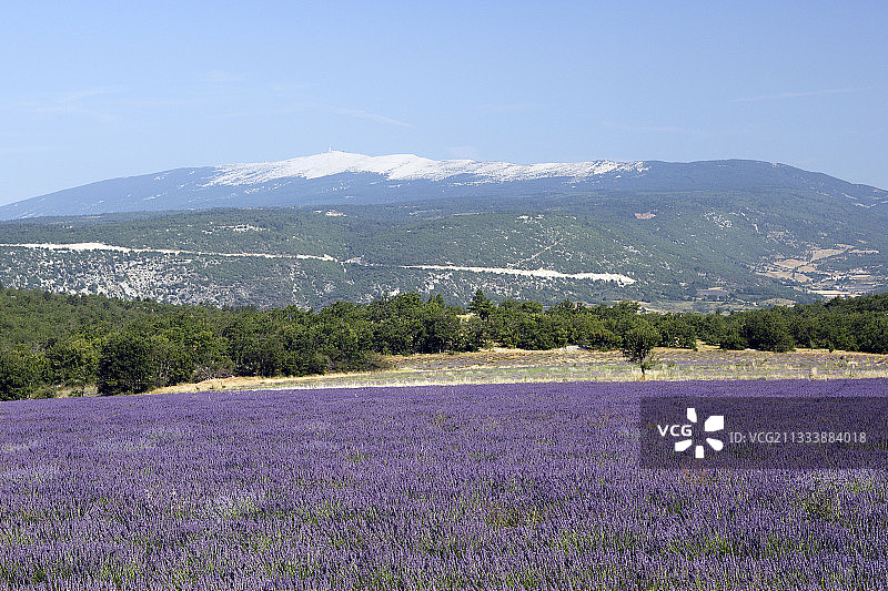 索尔特平原普罗旺斯法国薰衣草田图片素材