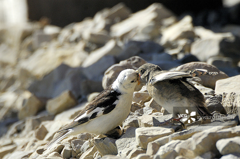 康沃利斯岛：雷索卢特湾图片素材