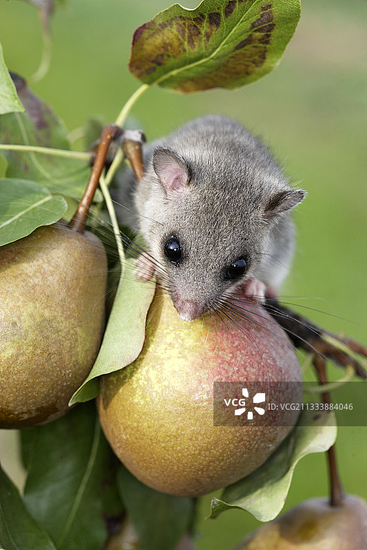 法国阿尔萨斯果园里梨子上的肥睡鼠图片素材