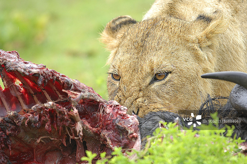 母狮正在食用角马 - 坦桑尼亚图片素材