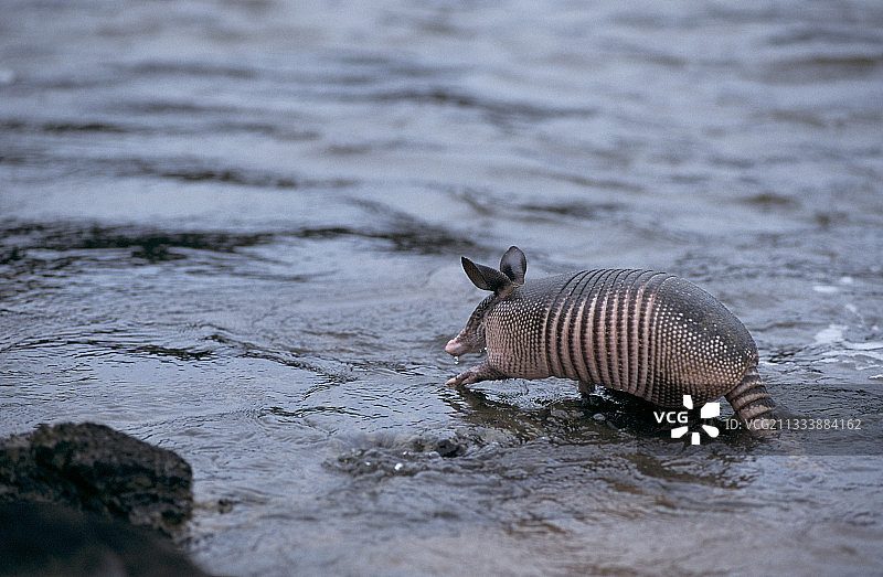 水中的九带犰狳图片素材