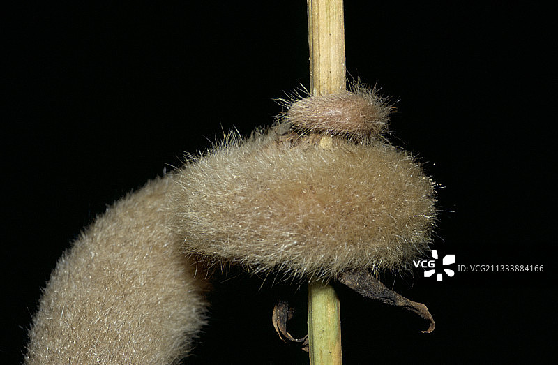 法属圭亚那，丝食蚁兽的缠绕尾巴图片素材