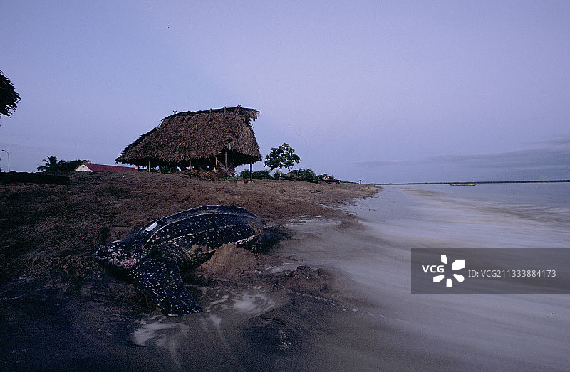法属圭亚那海滩上的棱皮龟图片素材