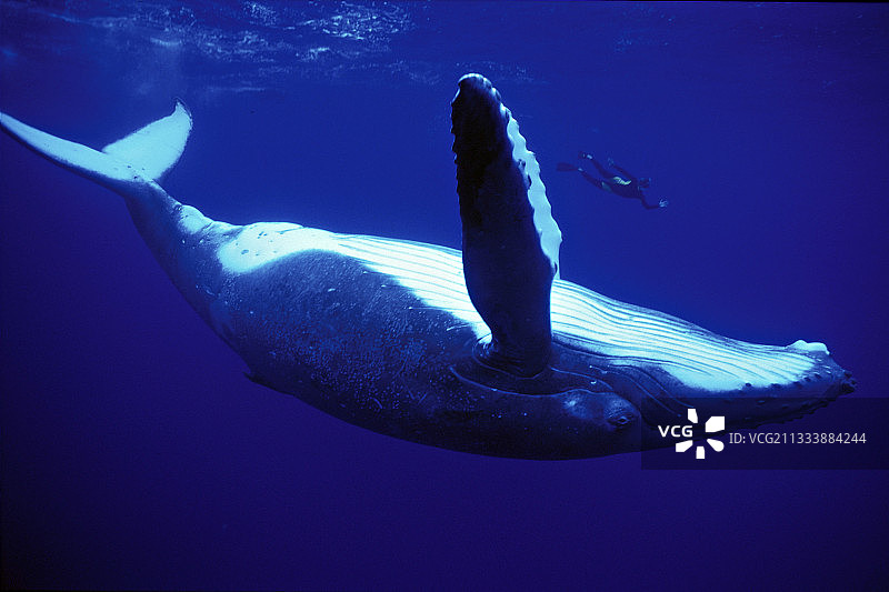 潜水员与座头鲸共游，鲁鲁土岛图片素材