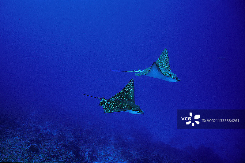 在兰吉罗阿环礁游泳的斑点鹰鳐图片素材
