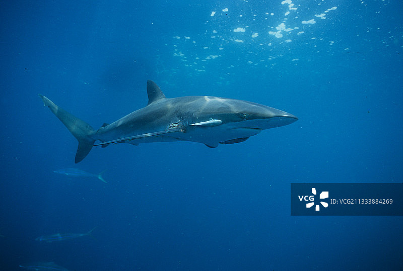 太平洋马尔佩洛岛的长尾鲨与䲟鱼图片素材