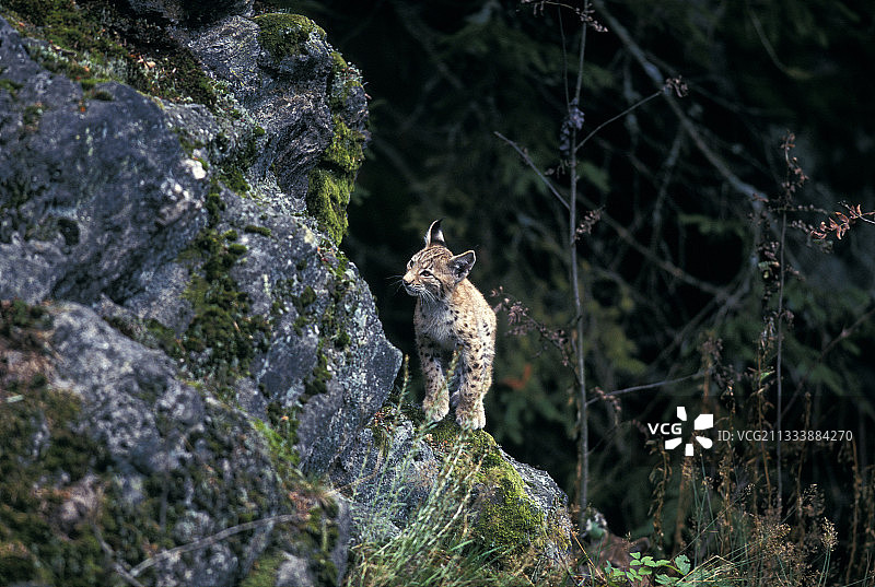 评论：3个月大的猞猁图片素材