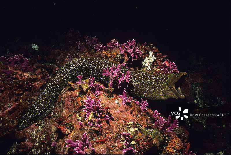 太平洋马尔佩洛岛珊瑚礁上的点纹海鳝图片素材