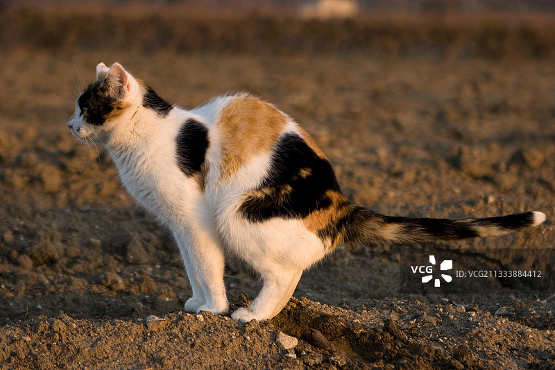 猫咪在法国普罗旺斯排便图片素材