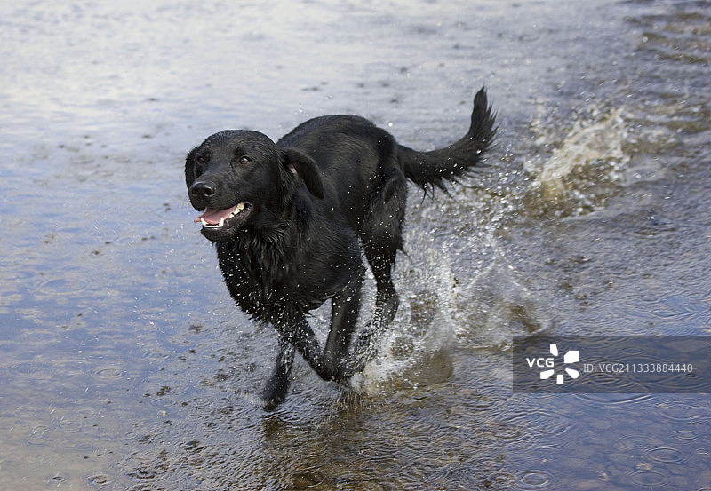 拉布拉多犬在英国赫里福德郡怀伊河中奔跑图片素材