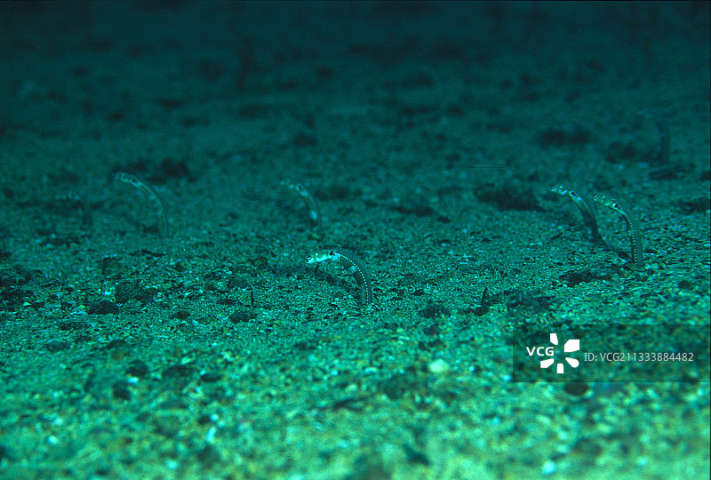 在马尔佩洛太平洋海域以浮游生物为食的鳗鱼图片素材