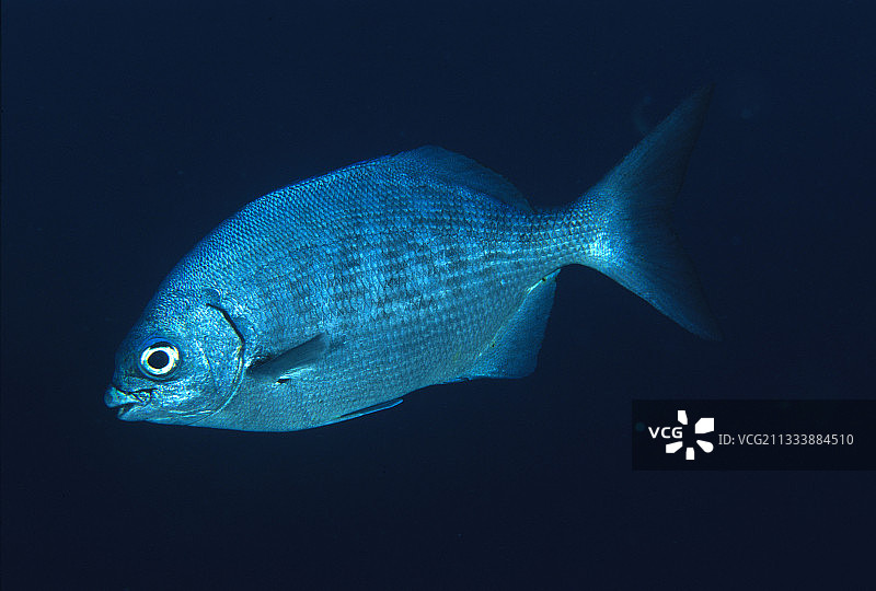 科尔特斯海鲻鱼，马尔佩洛太平洋图片素材