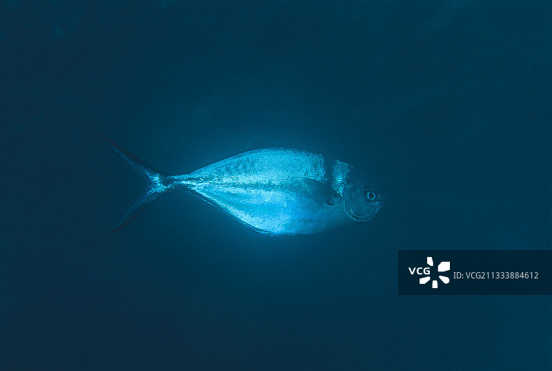 马尔佩洛太平洋的鲹鱼图片素材