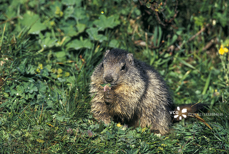 阿尔卑斯旱獭在法国瓦努瓦兹国家公园进食图片素材