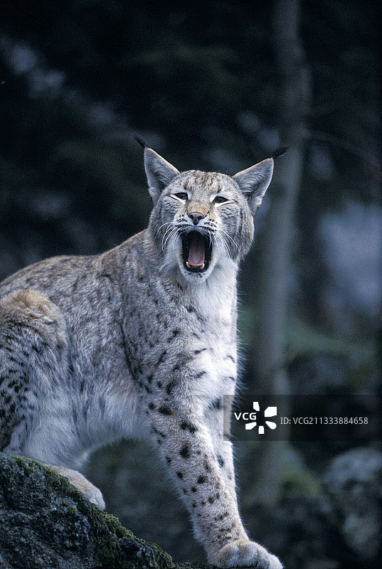 欧亚猞猁打哈欠肖像（德国动物园）图片素材