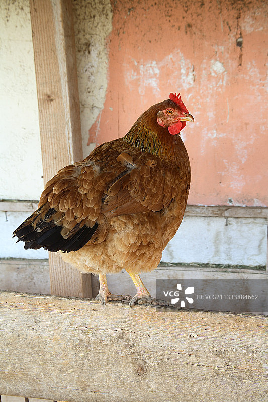 鸡舍里的公鸡、母鸡和小鸡图片素材