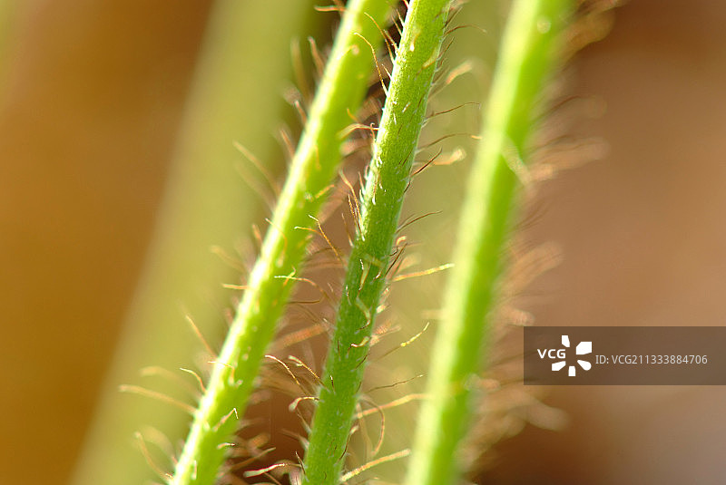 康沃利斯岛图片素材