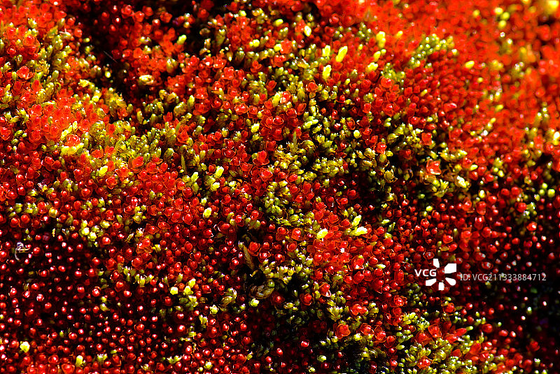 康沃利斯岛图片素材