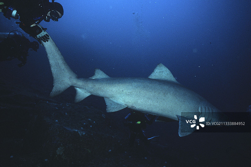 潜水员触摸小齿沙虎鱼图片素材