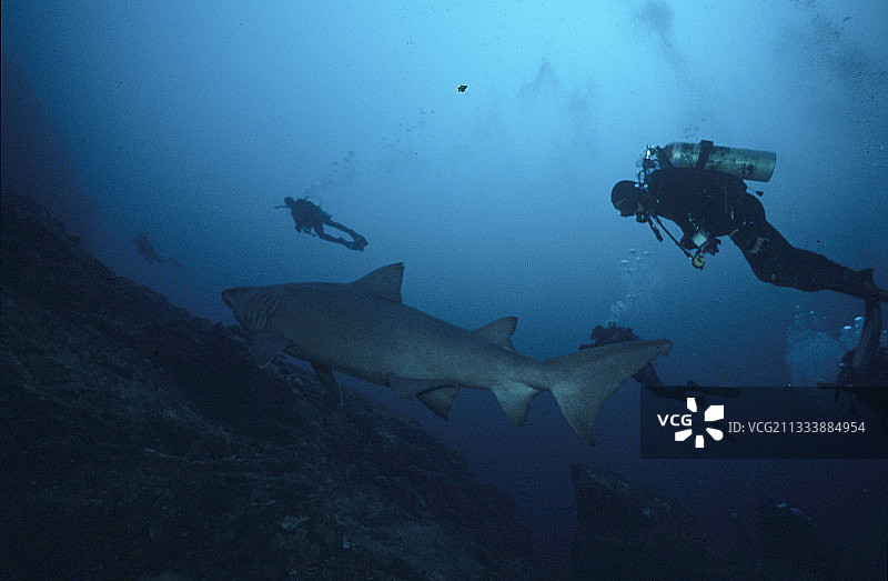 潜水员护送的小齿沙虎鲨，马尔佩洛岛图片素材