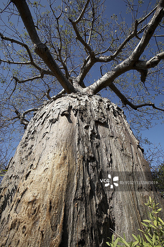 肯尼亚梅鲁国家公园的猴面包树图片素材