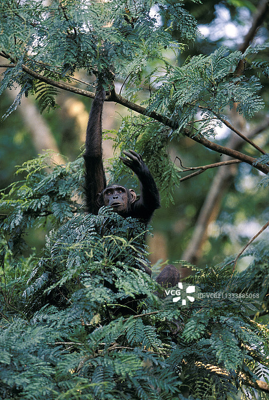 悬挂在加蓬树上的雌性黑猩猩图片素材