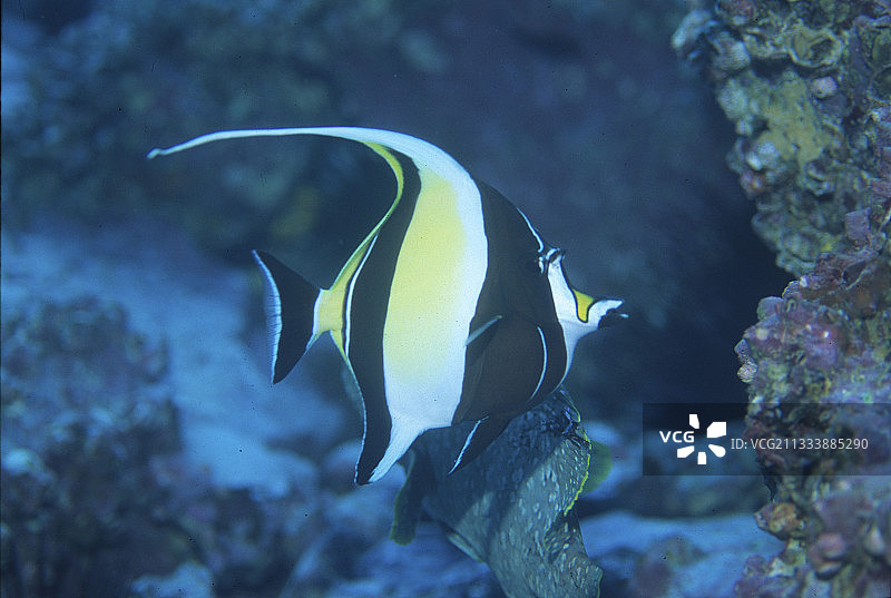 太平洋马尔佩洛岛的丝蝴蝶鱼图片素材