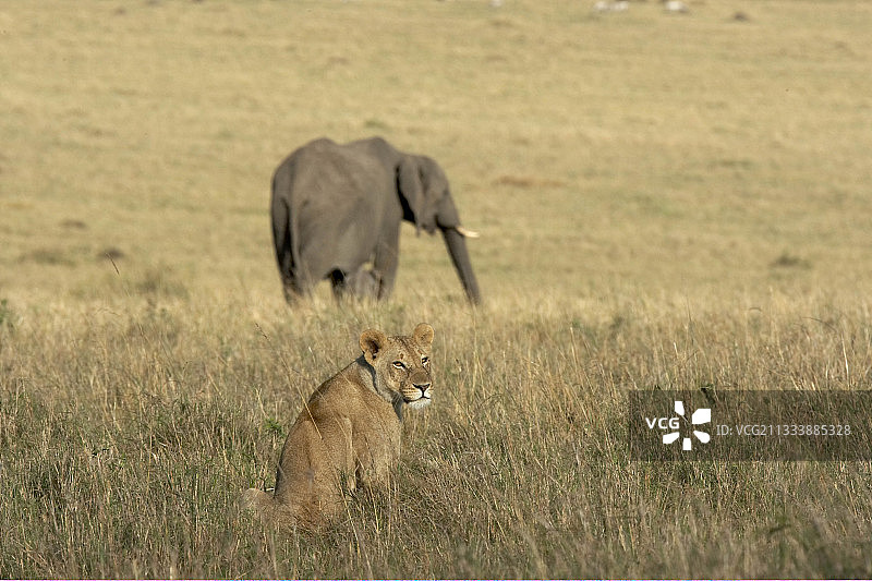 雌狮与非洲象：肯尼亚马赛马拉图片素材