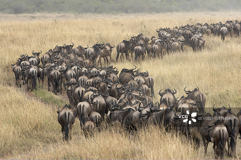 迁徙的角马，肯尼亚马赛马拉图片素材