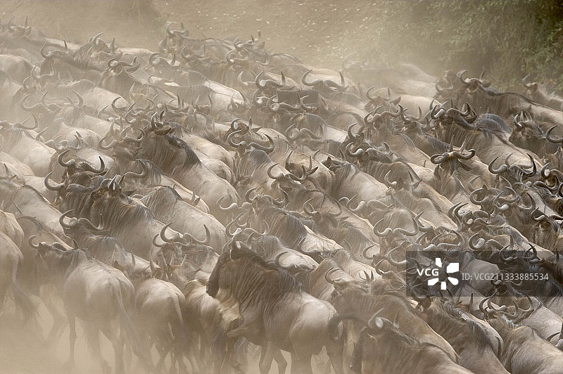 迁徙的角马，肯尼亚马赛马拉图片素材