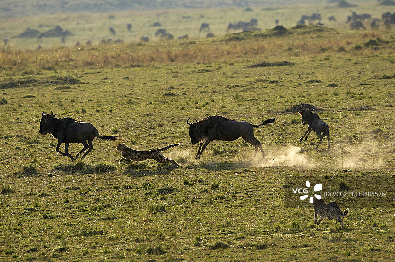 猎豹捕食角马及其幼崽（马赛马拉）图片素材