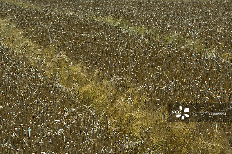 有拖拉机痕迹的大麦田图片素材