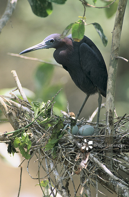 法属圭亚那巢穴中的苍鹭图片素材