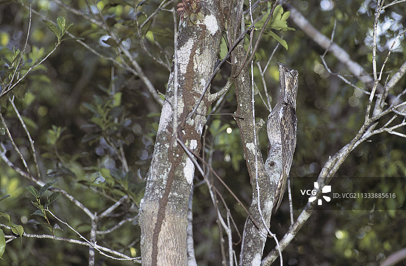 普通林鸱树枝隐形图片素材