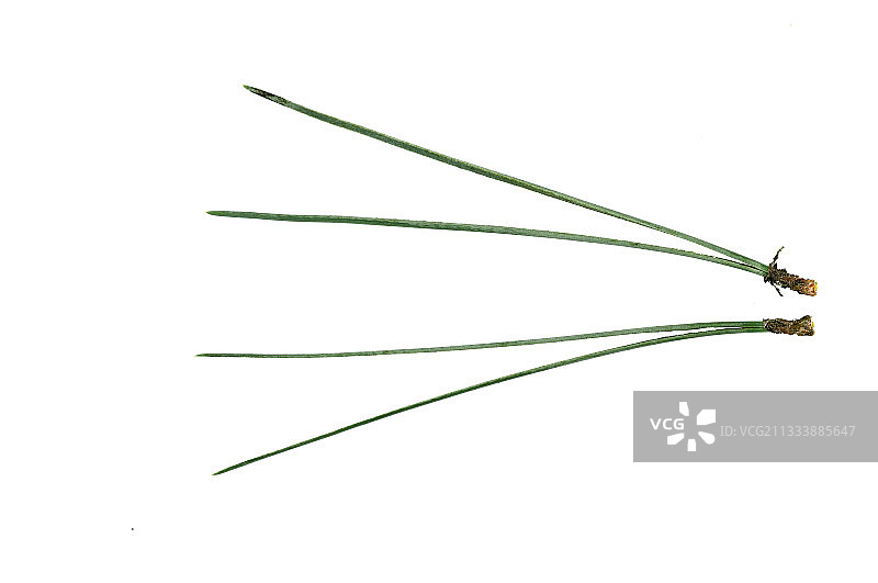 苏格兰松针细节图片素材