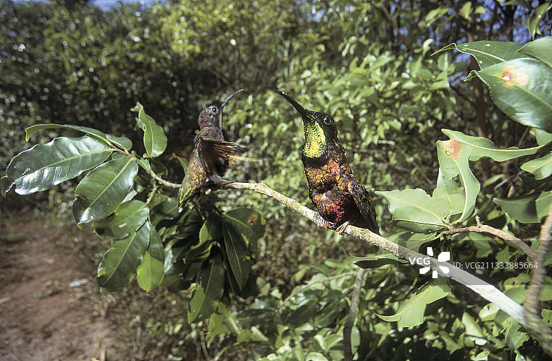 法属圭亚那树枝上的深红托帕石图片素材