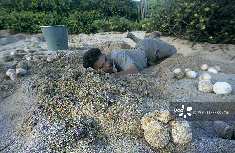 科学家采集棱皮龟的卵进行研究图片素材