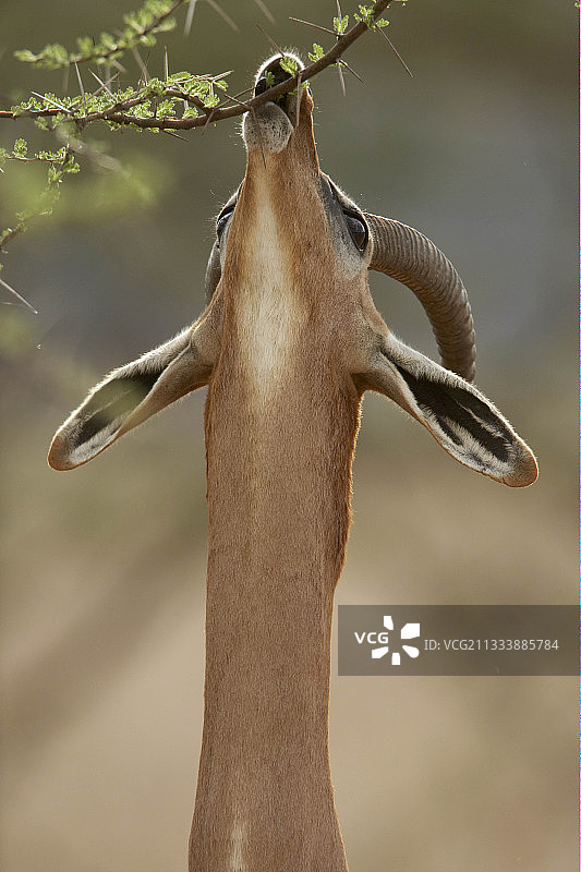 长颈羚在肯尼亚桑布鲁吃较高的树叶图片素材