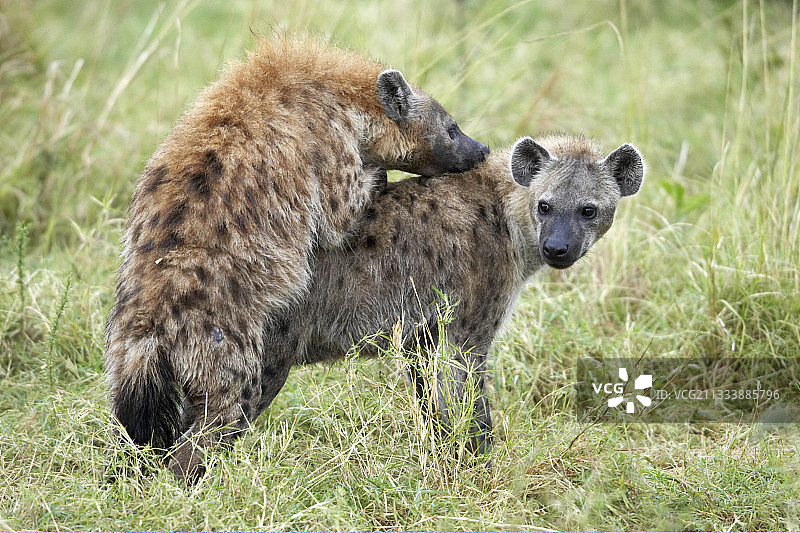 斑鬣狗在肯尼亚马赛马拉交配图片素材