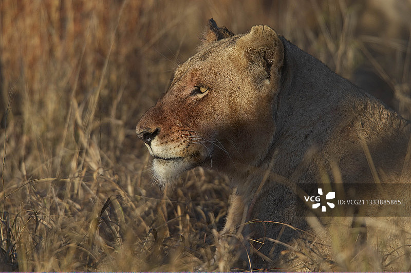 南非克鲁格国家公园草地上的母狮图片素材