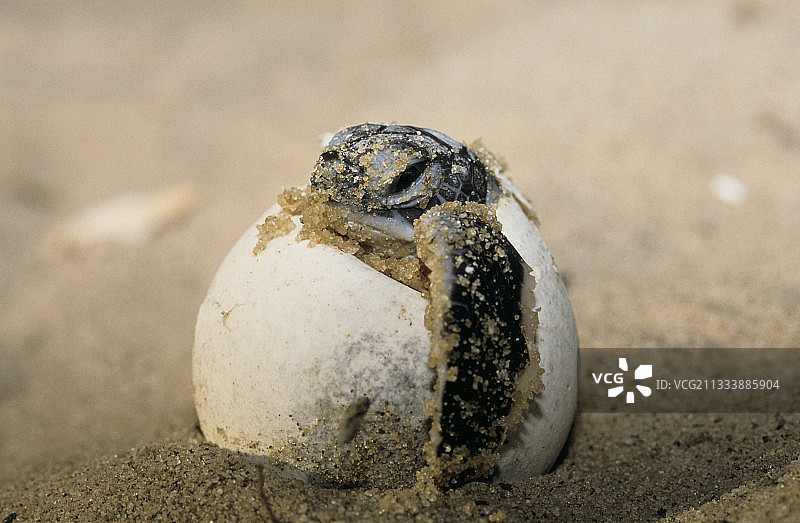 法属圭亚那绿海龟蛋孵化图片素材