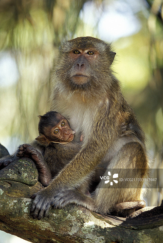 地区：东加里曼丹图片素材