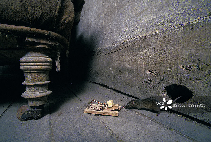 被捕鼠器奶酪吸引的普通家鼠图片素材