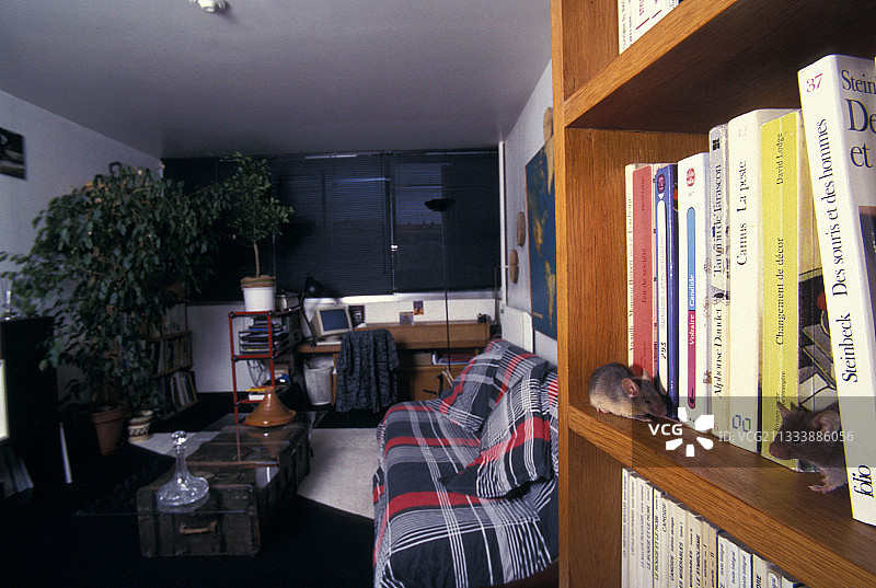 在法国主休息室架子上的两只普通家鼠图片素材