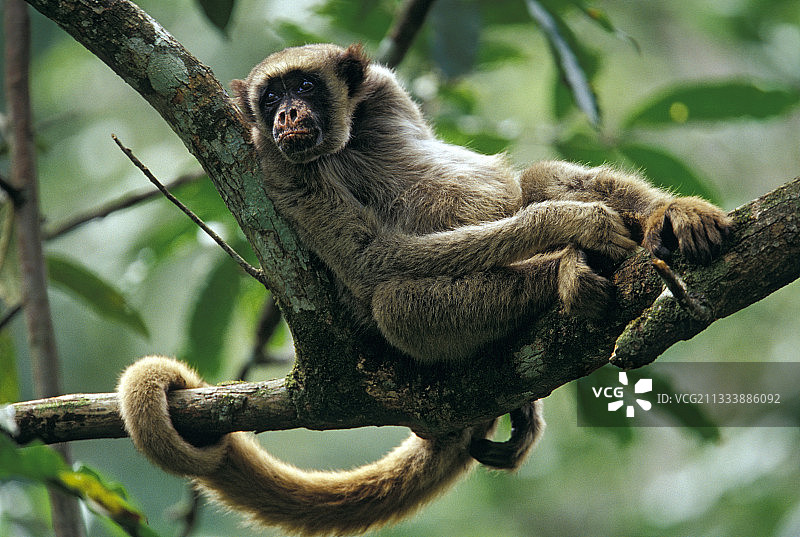 巴西大西洋森林中的 Muriqui 猴子图片素材