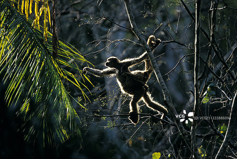 巴西大西洋森林中的 Muriqui 猴子图片素材