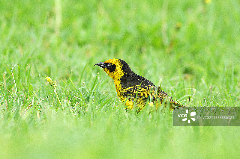 落在恩戈罗恩戈罗坦桑尼亚草地上的织布鸟图片素材