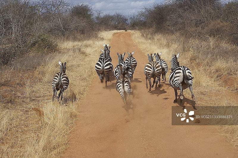 在肯尼亚梅鲁赛道上奔跑的格氏斑马图片素材