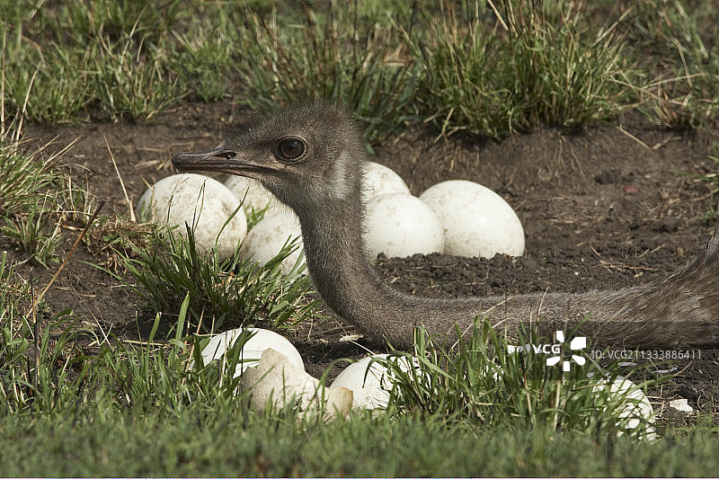 肯尼亚马赛马拉的雌性鸵鸟和蛋图片素材